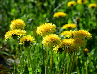 Löwenzahnblüten