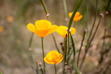 Obraz premium yellow flowers in the field