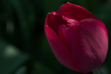 Crimson tulip bud