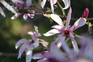 Magnolien Blüten in Weiss und Rosa im Frühling als Close up