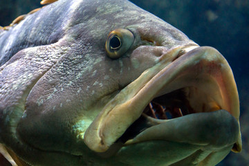 Dusky Grouper or Epinephelus Marginatus at Cretaquarium in Heraklion city, Crete Island - Greece.  Through the open mouth we see the fish gills. Close-up portrait.