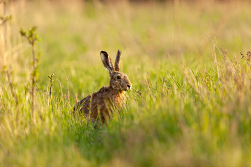 Ein Hase bei der Äsung in einer saftig frischen Wiese