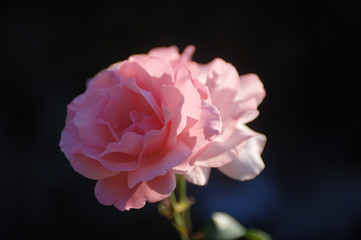 rose