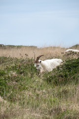 wild goat on the isle of lundy 