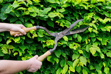 Beech hedge trimming with vintage scissors