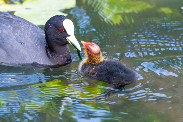 Bläßhuhn Familie