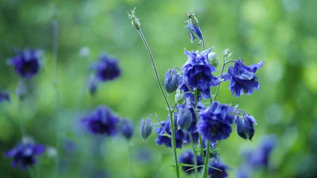eine wundersch&ouml;ne blaue akelei, es ist sommer und die insekten haben eine wiese reich an nahrung, vor allem unsere Bienen, close up