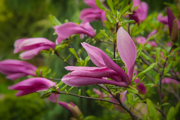 Large lush pink magnolia flowers. Fresh flowers bloomed on the branch after the rain, covered with raindrops. Spring Flower.