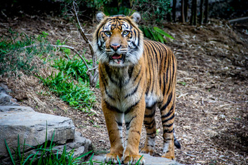 tiger in zoo