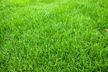 Grass texture. Freshly cut green grass background. Natural grass. Trimmed lawn. Green background.