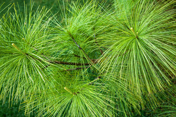 Spruce branches background. Close-up. Long young spring fir-needles. Plant background.