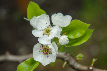 Close-up of apple tree flowers. White apple-flowers in spring. Beautiful white spring blossom on green bokeh background.