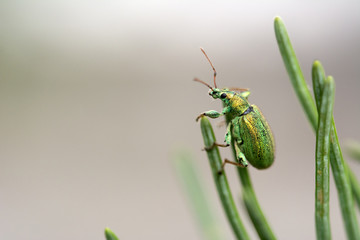 Macro of a beautiful, green bug - Phyllobius arborator on pine tree needles