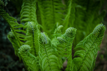 Vernal unfolding fern leaves. Young sprouts of fern of light green color. Forest plants. Spring green vegetative background.