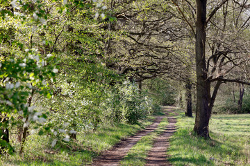Fototapeta premium Weg und schöne, naturnahe Landschaft aus Wiesen, alten Bäumen wie Eichen und Buchen und Sträuchern und Hecken in Brandenburg Deutschland im Frühling