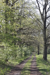Weg und schöne, naturnahe Landschaft aus Wiesen, alten Bäumen wie Eichen und Buchen und Sträuchern und Hecken in Brandenburg Deutschland im Frühling