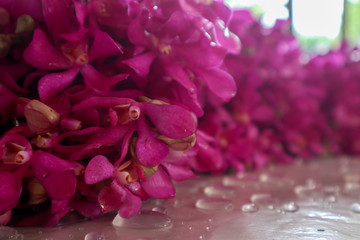 pink rose petals
