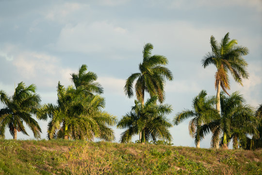 Palm trees beyond a hill of grass