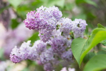 Closeup of light violet lilac blossom with green leaves - text space, selective focus