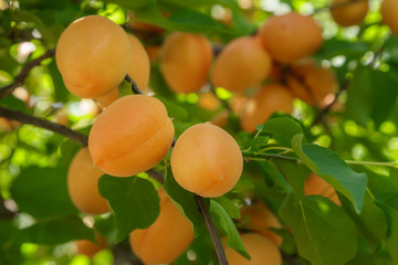 Damasco en el &aacute;rbol