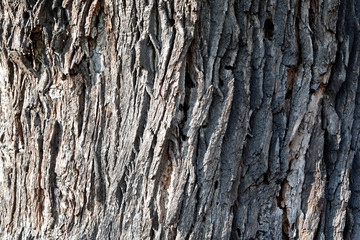 Rinde einer alten Eiche als Close up 