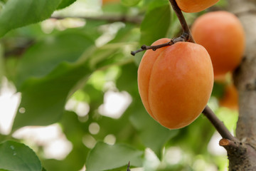 Damasco en el árbol