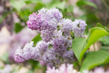 Obraz premium Closeup of light violet lilac blossom with green leaves - text space, selective focus