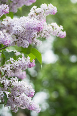Light violet lilac blossom on green background with leaves - text space, selective focus
