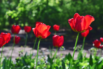Obraz premium Czerwone tulipany w ogrodzie