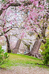 枝垂桜の咲く小道