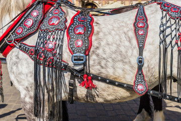 Portriats of horses in the Main Square in Krakow poland