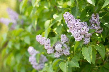 Light violet lilac blossom with green leaves background - text space, selective focus