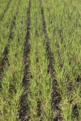 Feld mit Monokultur und Reihen von Pflanzen