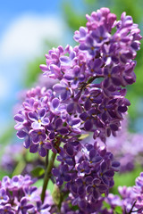 Majowy bez - lilak pospolity. Syringa vulgaris