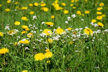 Löwenzahn - Blume - Blumenwiese