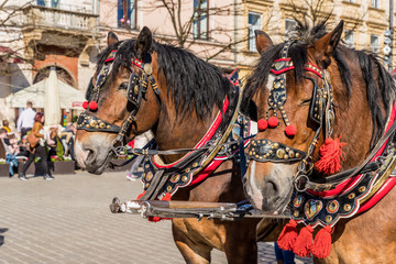 Naklejka na ściany i meble Portriats of horses in the Main Square in Krakow poland