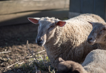Fototapeta premium Sheep with full fleece of wool.