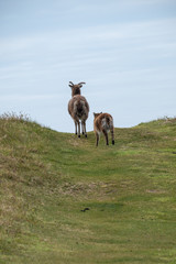 Soay sheep on Lundy devon england uk 