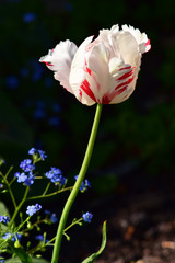 Biały tulipan na ciemnym tle