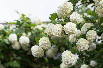 Closeup of guelderrose shrub branch covered with blossom