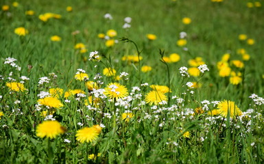 Löwenzahn - Blume - Blumenwiese