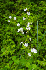 Blütenpflanze, Weiße Lichtnelke, Silene latifolia, Biotop am Wegrand 