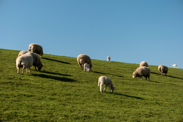 Sheep in Westerhever in Germany