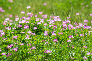 蓮華の咲く田んぼの風景