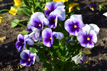 Wiosenne kwiaty - bratki, viola