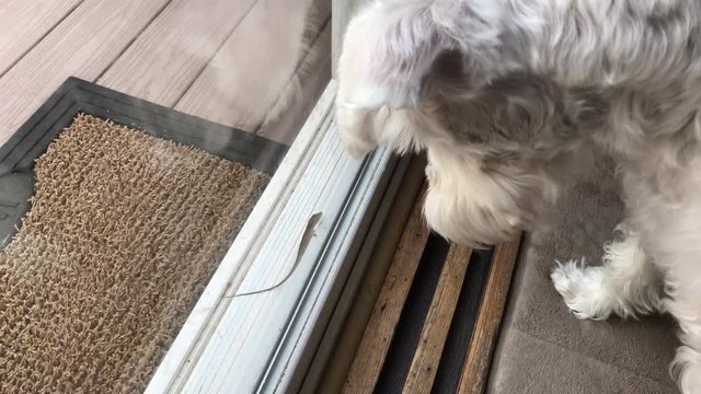Dog watches a small lizard through a glass door