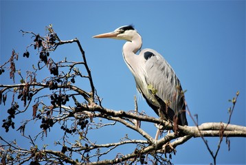 bird