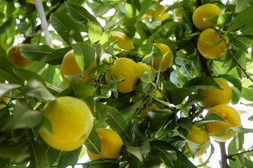 Duraznos concerveros en el árbol 