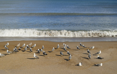 flock of sea birds on beach