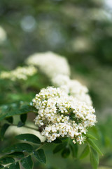 Closeup of rowan tree blossom in spring